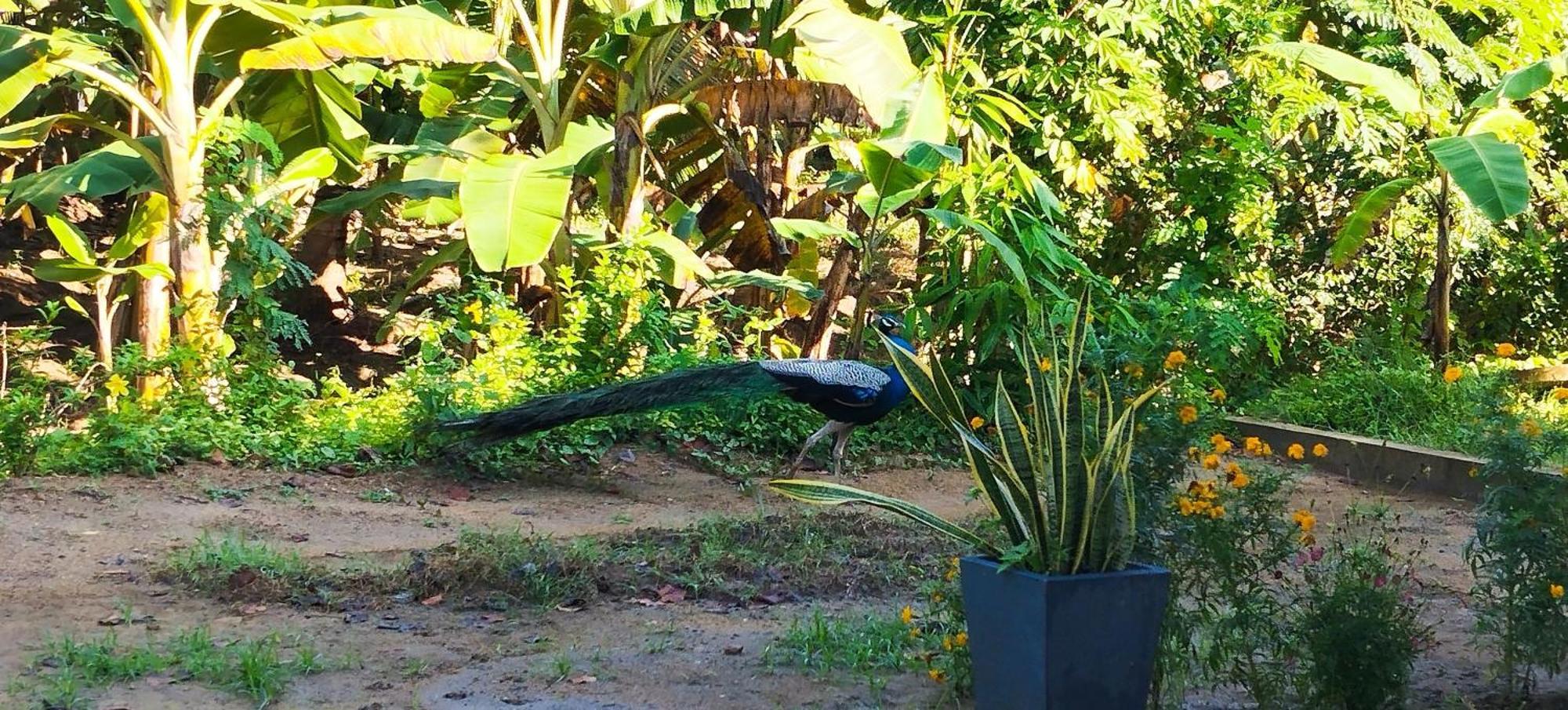 Eco Nest Marakolliya Bed & Breakfast Tangalle Ngoại thất bức ảnh